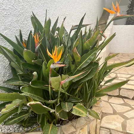 Casa Di Paddy Ciudad Quesada