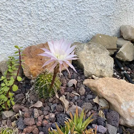 Casa Di Paddy * Ciudad Quesada