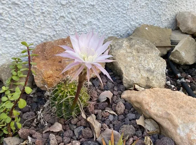 Casa Di Paddy * Ciudad Quesada