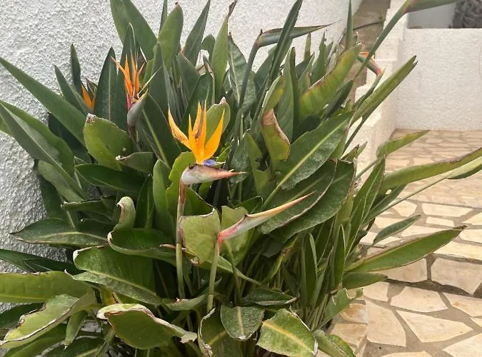 Casa Di Paddy Ciudad Quesada